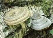 Маша лукашкіна