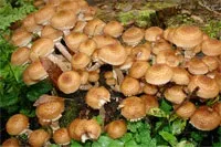 Маша лукашкіна