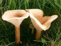 Маша лукашкіна
