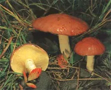Маша лукашкіна