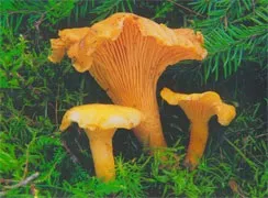 Маша лукашкіна