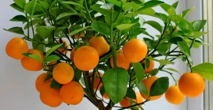 Мандаринове дерево як доглядати в домашніх умовах, пересадка рослини в горщик, розмноження (дерево) Мандаринове дерево як доглядати в домашніх умовах, пересадка рослини в горщик, розмноження
