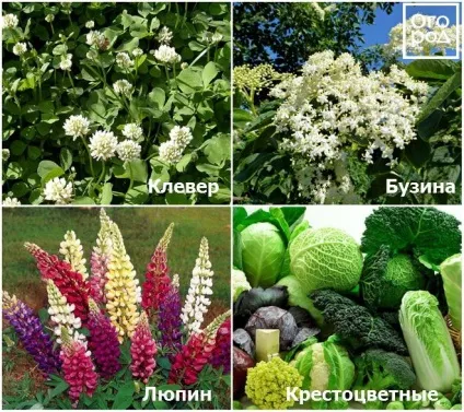 Хрущ якими рослинами харчується і як боротися з личинками шкідника