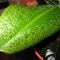 Миртове дерево засохло, фото і відео, способи лікування (дерево) Миртове дерево засохло, фото і відео, способи лікування