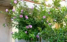Багаторічна мальва посадка і догляд у відкритому грунті