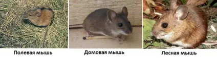 Миші - доповідь види