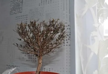 Миртове дерево засохло, фото і відео, способи лікування (фікус скидає листя) Миртове дерево засохло, фото і відео, способи лікування