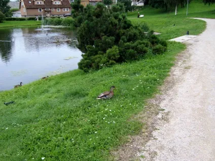 Міфи і небилиці про Естонії