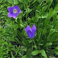 Мої улюблені цветинізкорослие дзвіночки (Campanula bellidifolia Adam) Мої улюблені цветинізкорослие дзвіночки