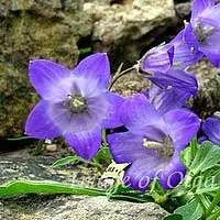 Мої улюблені цветинізкорослие дзвіночки (Campanula bellidifolia Adam) Мої улюблені цветинізкорослие дзвіночки