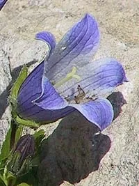 Мої улюблені цветинізкорослие дзвіночки (Campanula bellidifolia Adam) Мої улюблені цветинізкорослие дзвіночки