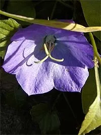 Мої улюблені цветинізкорослие дзвіночки (Campanula bellidifolia Adam) Мої улюблені цветинізкорослие дзвіночки