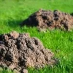 Чи можна позбутися від кротів на ділянці народними засобами