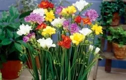 Мій необразлива огірок домовичок кузя (Самотність матері живих) Мій необразлива огірок домовичок кузя