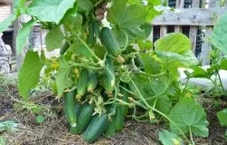 Мій необразлива огірок домовичок кузя (Самотність матері живих) Мій необразлива огірок домовичок кузя