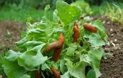 Мій необразлива огірок домовичок кузя (матері живих дітях) Мій необразлива огірок домовичок кузя