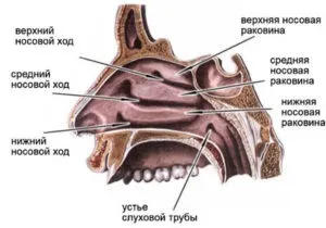 Мошка в вусі - що робити якщо залетіла, як витягнути