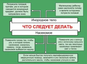 Мошка в вусі - що робити якщо залетіла, як витягнути