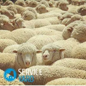 Чи можна прати ковдру з овечої вовни в пральній машині, serviceyard-затишок вашого будинку в ваших