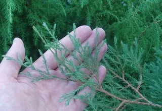 Ялівець козацький посадка, розмноження, вирощування і догляд - обрізка, живцювання