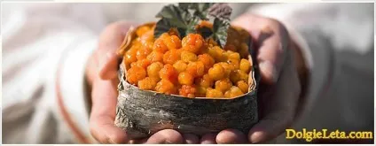 Морошка ягода - корисні властивості морошки - морошка - спеції, трави - мої улюблені рецепти (ягода) Морошка ягода - корисні властивості морошки - морошка - спеції, трави - мої улюблені рецепти