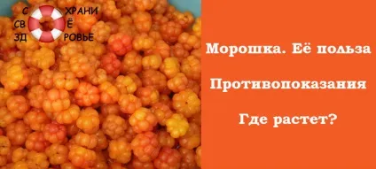 Морошка - її фото і корисні властивості (властивості) Морошка - її фото і корисні властивості