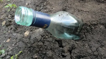 Чи можна позбутися від кротів на ділянці народними засобами