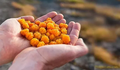 Морошка ягода - корисні властивості морошки - морошка - спеції, трави - мої улюблені рецепти (морошки) Морошка ягода - корисні властивості морошки - морошка - спеції, трави - мої улюблені рецепти