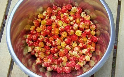 Морошка ягода - корисні властивості морошки - морошка - спеції, трави - мої улюблені рецепти (морошки) Морошка ягода - корисні властивості морошки - морошка - спеції, трави - мої улюблені рецепти