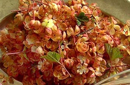 Морошка ягода - корисні властивості морошки - морошка - спеції, трави - мої улюблені рецепти (ягода) Морошка ягода - корисні властивості морошки - морошка - спеції, трави - мої улюблені рецепти