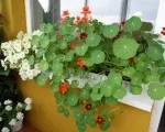 Настурція балконі вирощування, як виростити на лоджії, догляд, фото (догляд) Настурція балконі вирощування, як виростити на лоджії, догляд, фото
