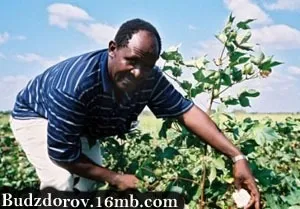 Наукове визначення ГМО