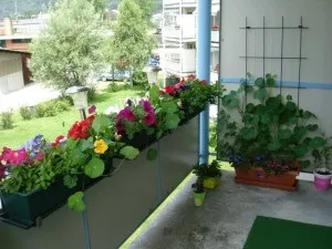 Настурція на балконі посадка і догляд в ящиках (настурція) Настурція на балконі посадка і догляд в ящиках