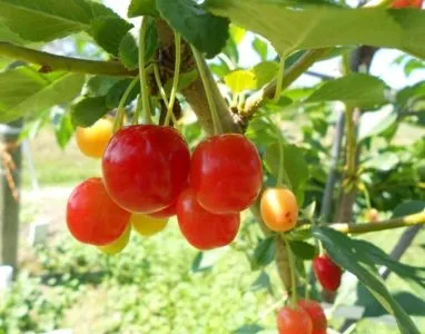 Настій тютюну, лікування, добриво і рецепти настоянок (тютюну) Настій тютюну, лікування, добриво і рецепти настоянок