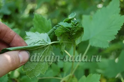 Народні засоби від попелиці