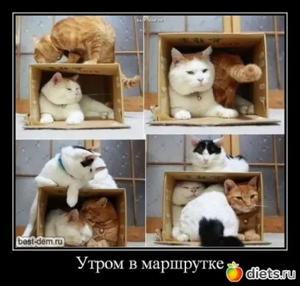 Наташка поставила бабусю в глухий кут, приїхавши до неї вже товстої худнемо зі сміхом групи (гумор) Наташка поставила бабусю в глухий кут, приїхавши до неї вже товстої худнемо зі сміхом групи