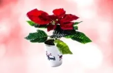 Бальзамін догляд в домашніх умовах за недоторкою, пересадка кімнатної квітки (догляд) Бальзамін догляд в домашніх умовах за недоторкою, пересадка кімнатної квітки