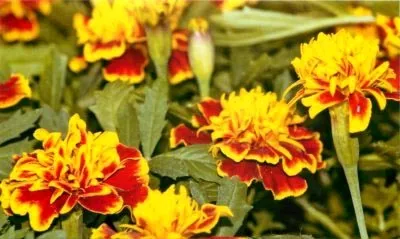 Чорнобривці сорти і види, посадка у відкритий грунт насінням (види) Чорнобривці сорти і види, посадка у відкритий грунт насінням
