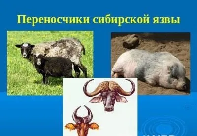 Бактерії - збудники захворювань інфекційних, кишкових, респіраторних (бактерії) Бактерії - збудники захворювань інфекційних, кишкових, респіраторних