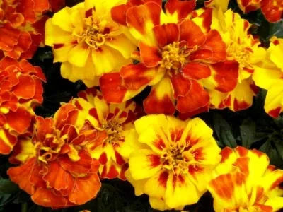 Чорнобривці сорти і види, посадка у відкритий грунт насінням (посадка) Чорнобривці сорти і види, посадка у відкритий грунт насінням