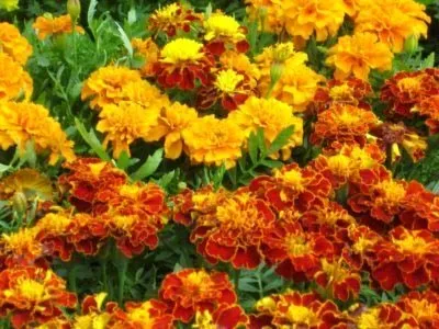 Чорнобривці сорти і види, посадка у відкритий грунт насінням (відкритий) Чорнобривці сорти і види, посадка у відкритий грунт насінням