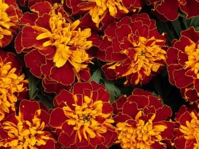 Чорнобривці сорти і види, посадка у відкритий грунт насінням (відкритий) Чорнобривці сорти і види, посадка у відкритий грунт насінням