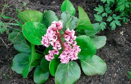 Бадан - посадка і догляд у відкритому грунті, сорти, розмноження (бадан) Бадан - посадка і догляд у відкритому грунті, сорти, розмноження