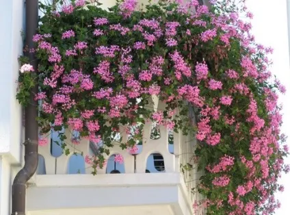 Балконні квіти - які квіти посадити на балконі, будинок мрії (балконні квіти) Балконні квіти - які квіти посадити на балконі, будинок мрії