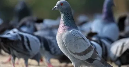 Не ігноруйте ці 6 знаків, або як удача стукає у ваші двері (ваші) Не ігноруйте ці 6 знаків, або як удача стукає у ваші двері