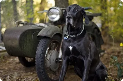 Німецький дог, фотографії німецького дога (німецький) Німецький дог, фотографії німецького дога
