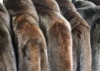Норкова шуба пом'ялася як розгладити (випрямити) хутро як відпарювати шубу (розгладити) Норкова шуба пом'ялася як розгладити (випрямити) хутро як відпарювати шубу