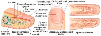 Нігті на руках, хвороби нігтів, причини захворювання (захворювання) Нігті на руках, хвороби нігтів, причини захворювання