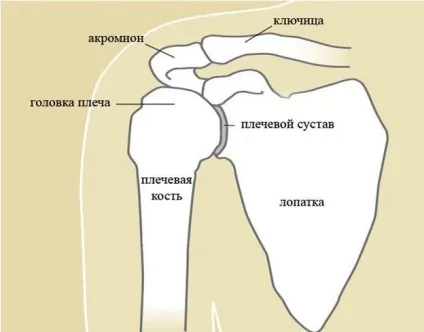 Ниючий біль в плечі причини і лікування захворювання (причини) Ниючий біль в плечі причини і лікування захворювання
