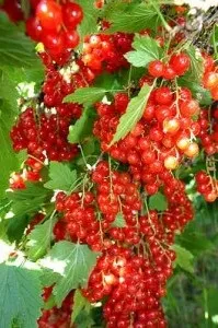 Обрізка кущів смородини і агрусу, чорної смородини, порічки (кущів) Обрізка кущів смородини і агрусу, чорної смородини, порічки